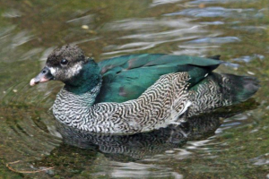Zelena patuljak guska - sjajna voda za vodu Zelena patuljak guska - sjajna voda za vodu